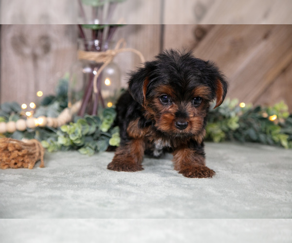 Medium Photo #3 Yorkshire Terrier Puppy For Sale in GREENWICH, OH, USA
