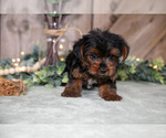 Small #2 Yorkshire Terrier