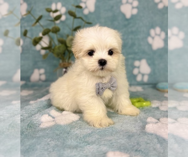 Medium Photo #8 Mal-Shi Puppy For Sale in NOBLESVILLE, IN, USA