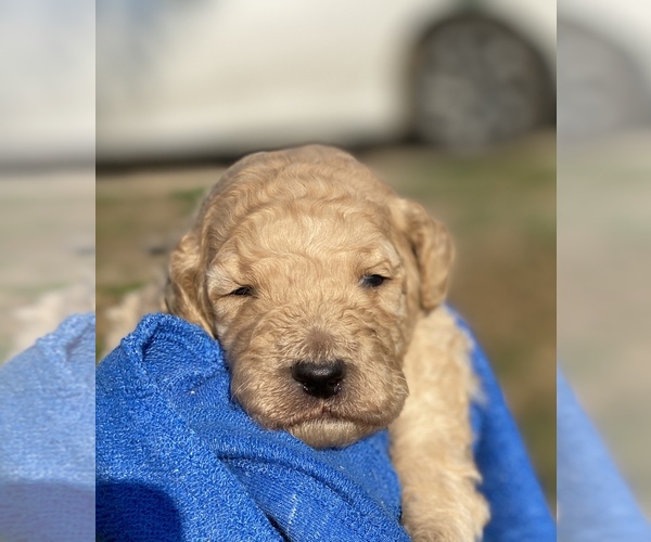 Medium Photo #1 Poodle (Standard) Puppy For Sale in HANFORD, CA, USA