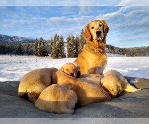 Golden Retriever Puppy for sale in COLVILLE, WA, USA