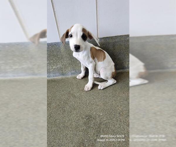 Medium Photo #1 Boxer-Unknown Mix Puppy For Sale in San Antonio, TX, USA