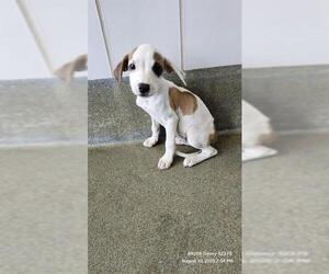 Boxer-Unknown Mix Dogs for adoption in San Antonio, TX, USA