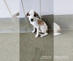 Small Boxer Mix