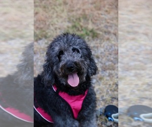 Mother of the Goldendoodle puppies born on 07/17/2026