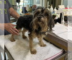 Small Mutt