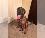 Small #1 Mastiff Mix