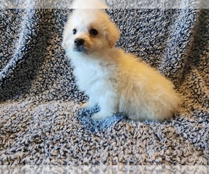 Poodle (Standard) Puppy for sale in DENVER, CO, USA