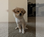 Small Photo #2 Shiranian Puppy For Sale in BREMERTON, WA, USA