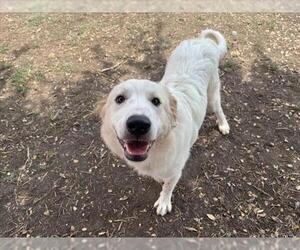 Great Pyrenees Dogs for adoption in Plano, TX, USA