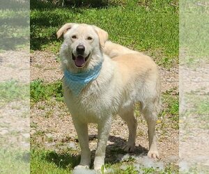 Great Pyrenees-Unknown Mix Dogs for adoption in Bolivar, MO, USA