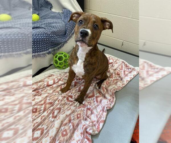 Medium Photo #1 American Pit Bull Terrier-Unknown Mix Puppy For Sale in Fort Wayne, IN, USA