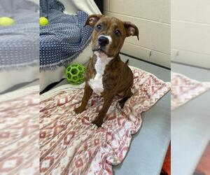 Medium American Pit Bull Terrier Mix
