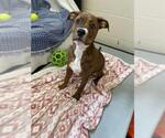 Small American Pit Bull Terrier Mix