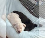 Small Photo #13 Shepradors Puppy For Sale in Princeton, MN, USA