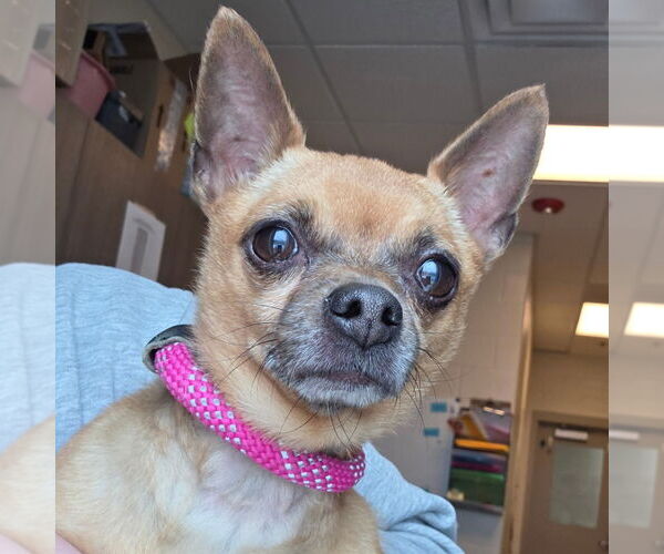 Medium Photo #1 Chihuahua Puppy For Sale in Belleuve, NE, USA