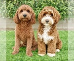 Small Photo #1 Australian Labradoodle-Goldendoodle Mix Puppy For Sale in BAKERSFIELD, CA, USA
