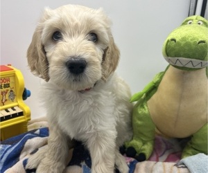 Goldendoodle Puppy for Sale in NORTH SMITHFIELD, Rhode Island USA