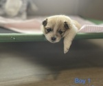 Small Photo #9 Pomeranian Puppy For Sale in EMPORIA, VA, USA