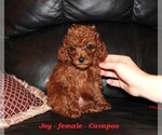 Small Cavapoo (Miniature)
