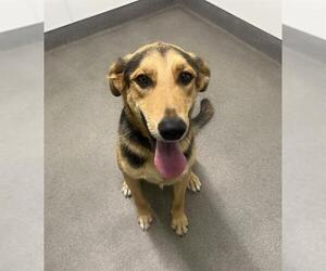 German Shepherd Dog Dogs for adoption in HESPERIA, CA, USA