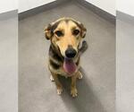 RANGER - Male German Shepherd Dog Dog for Adoption - Small photo