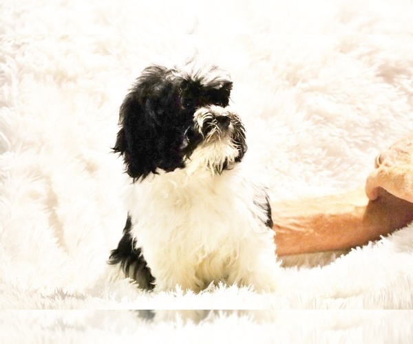 Medium Photo #29 ShihPoo Puppy For Sale in DYERSBURG, TN, USA