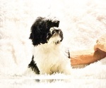 Small #28 ShihPoo