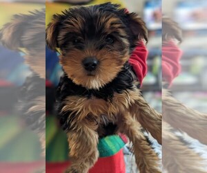 Yorkshire Terrier Puppy for sale in CALHOUN, GA, USA