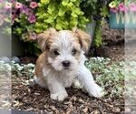 Small #2 Morkie