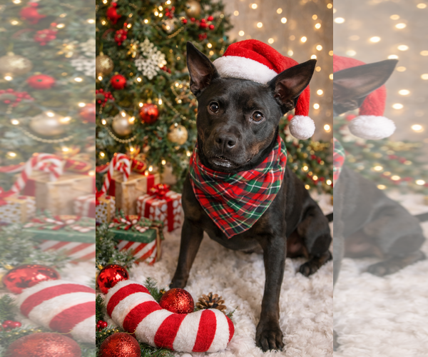 Medium Photo #2 American Staffordshire Terrier-Basenji Mix Puppy For Sale in Phoenix, AZ, USA