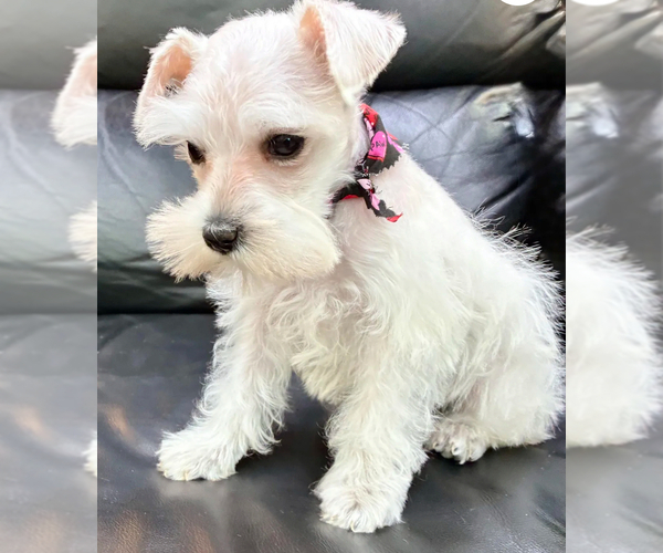 Medium Photo #3 Schnauzer (Miniature) Puppy For Sale in HOUSTON, TX, USA