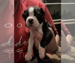 Small #3 Boston Terrier
