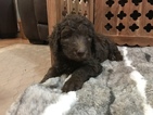 Small Photo #4 Aussiedoodle Puppy For Sale in RANDLEMAN, NC, USA
