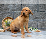 Small #4 Labrador Retriever