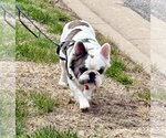 Small #1 French Bulldog