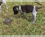 Small Photo #1 German Shorthaired Pointer Puppy For Sale in SUMMERVILLE, SC, USA