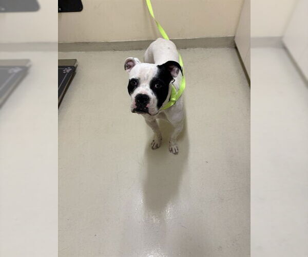 Medium Photo #1 Boxer-Unknown Mix Puppy For Sale in Fremont, CA, USA