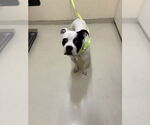 Small Boxer Mix
