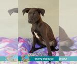 Small #1 Labrador Retriever Mix