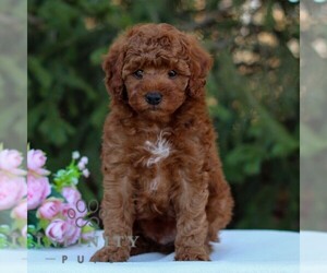 Poodle (Toy) Puppy for sale in EAST EARL, PA, USA