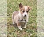 Small Photo #4 Pembroke Welsh Corgi Puppy For Sale in BEULAVILLE, NC, USA