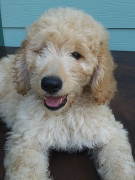 Medium Photo #1 Labradoodle Puppy For Sale in ONALASKA, TX, USA