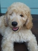 Small Photo #1 Labradoodle Puppy For Sale in ONALASKA, TX, USA