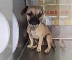 Small Frenchie Pug