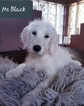 Small Photo #1 Labradoodle Puppy For Sale in BRANDON, FL, USA
