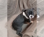 Small Photo #2 Boston Terrier Puppy For Sale in LOUISVILLE, KY, USA