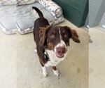 Small Australian Shepherd
