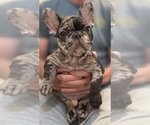 Small #19 French Bulldog