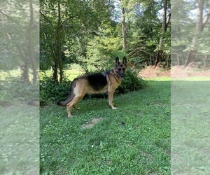 Mother of the German Shepherd Dog puppies born on 06/12/2025